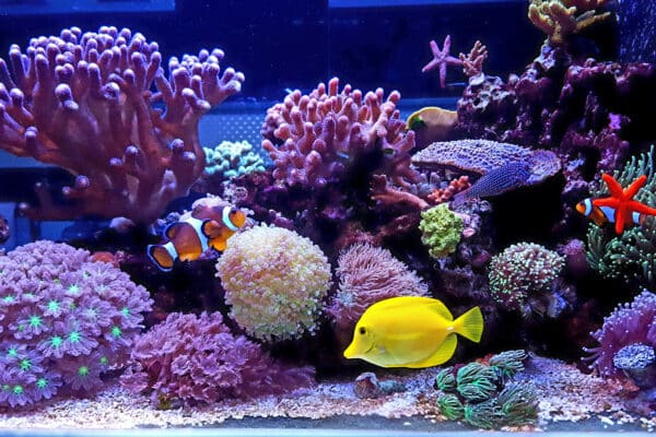 Amazing,Colorful,Saltwater,Coral,Reef,Aquarium